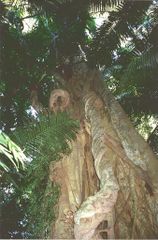 Giant Ficus obliqua, Border Ranges National Park, Australia.