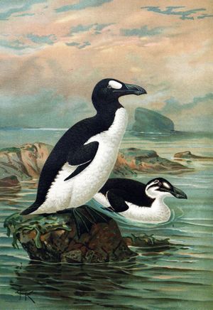 A large bird with a black back, white belly, and white eye patch stands on a rock by the ocean, as a similar bird with a white stripe instead of an eyepatch swims.