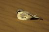 Desert Sparrow - Merzouga - Morocco 07 7156 (22203842844).jpg