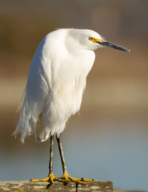 Egretta thula at Las Gallinas Wildlife Ponds.jpg