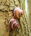 Two grove snails, Cepaea nemoralis