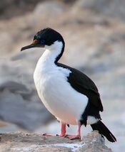 Phalacrocorax atriceps, Beagle Channel.jpg