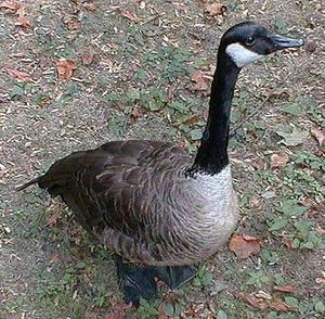 Goose.JPG