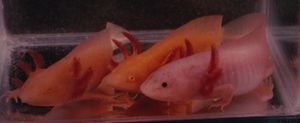 Three Colors of Axolotl.jpg