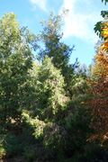 Cupressus chengiana - Quarryhill Botanical Garden - DSC03571.JPG