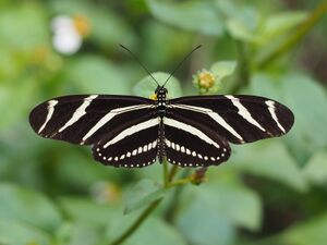 Heliconius charithonia 2021.jpg