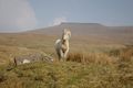 A Welsh mountain pony in the Brecon Beacons