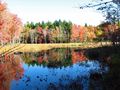 Autumn leaves on Marsh Island, Maine