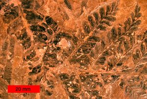 FossilFernLeavesPennsylvanianOhio.jpg