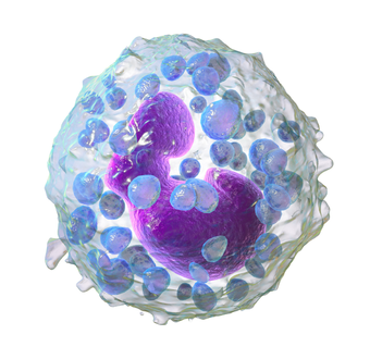 Blausen 0077 Basophil (crop).png