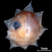 Ocean sunfish larvae (2.7mm)