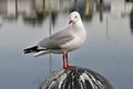 Silver Gull at Sale, Australia